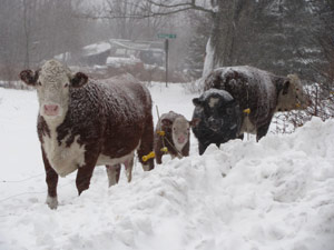 Cows at a Rockport farm