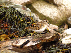 Sandpiper