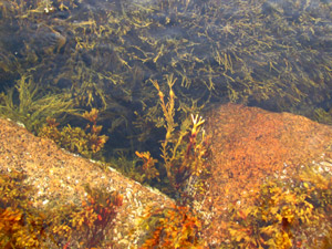 Seaweed dances 