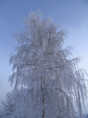 Hoarfrost