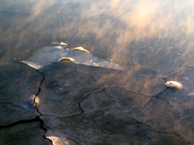 Sea smoke up close