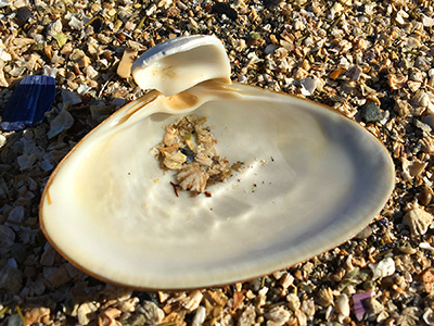 Clam shell