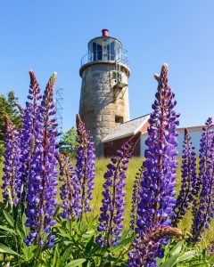 Lupines surround the Monhegan Island Lighthouse