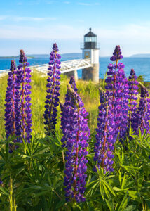 Lupines grow in front of Marshall Point Light.